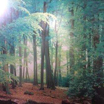 tree scene n Mount edgecombe